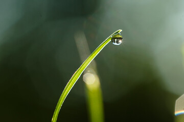 Tautropfen an Grashalm