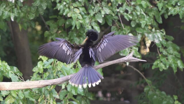 Male anhinga bird on tree branch flaps wings in courtship display