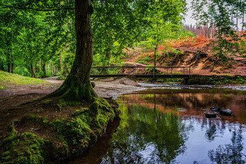 wooden bridge in the forest, hiking trails