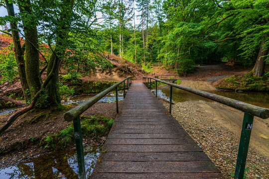 wooden bridge in the forest, hiking trails