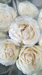 white rose on a plate