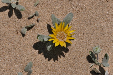 Strandaster, Arctotheca populifolia. Diese Pflanze ist eine Pionierart sandiger Küstenlebensraumtypen wie Dünen. Wilderness, Südafrika 