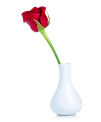 White vase with one red rose on white background isolation
