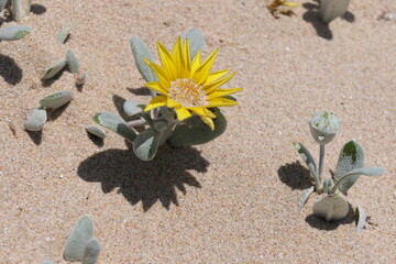 Strandaster, Arctotheca populifolia. Diese Pflanze ist eine Pionierart sandiger Küstenlebensraumtypen wie Dünen. Wilderness, Südafrika 