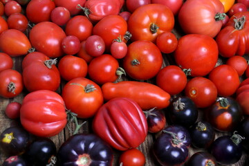 Multicolored tomatoes close-up selective focus.