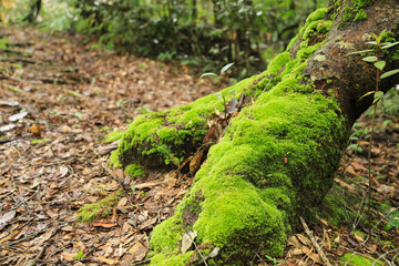 green kiving fresh moss in tropical forest 