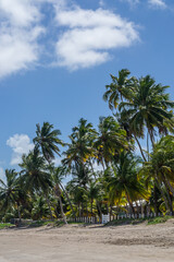 Obraz na płótnie Canvas Beaches of Brazil - Peroba Beach, Maragogi - Alagoas State