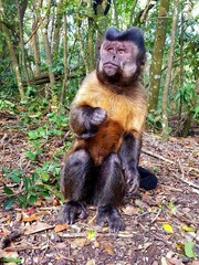 Monkey