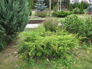 Obraz premium Beautiful green landscape on the site