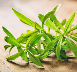 Fresh tarragon plant leaves on wooden background.