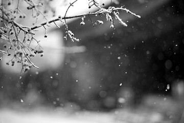 Hiver branchage