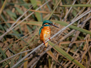 martin pescatore nel suo habitat naturale