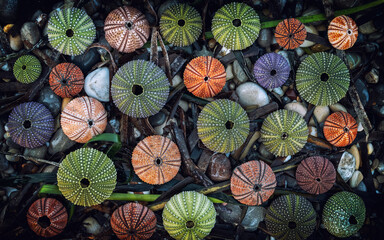 colorful sea urchin shells on wet beach top view closeup, seamless pattern background