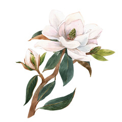 Beautiful stock illustration with hand drawn watercolor gentle white magnolia flowers. - obrazy, fototapety, plakaty