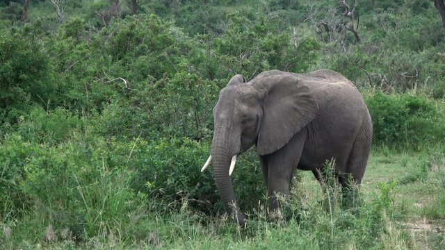 African elephant (Loxodonta africana) foraging in the green vegetation of Murchison Falls National Park, UgandaWith sound