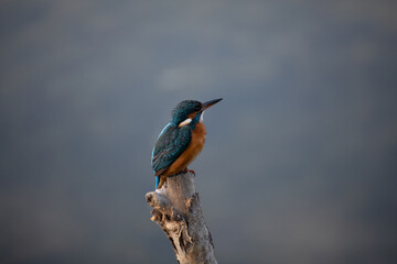 kingfisher in natural habitat