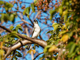 Aves Dominicanas