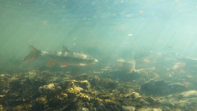 Underwater footage of Nase carp. Spawning Chondrostoma nasus. Freshwater fish swimming in the clean river habitat. Close up and nature light. Spawning Nase. Carp