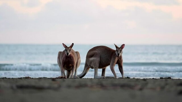 Wild kangaroos and wallabies on the beach at Cape Hillsborough, North Queensland at sunrise as a family and fighting	