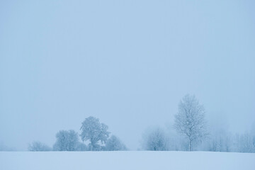 Fototapeta na wymiar snow covered trees in winter by a field