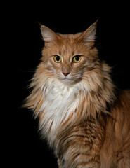 Fototapeta na wymiar Fluffy Maine Coon cat. A cute Maine Coon female cat portrait.