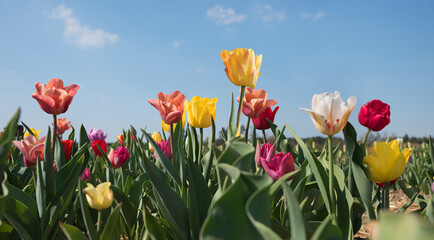 colorful tulip field outdoors, blue sky with copy space
