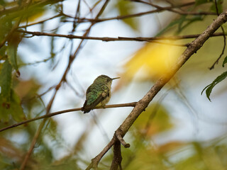Aves Dominicanas