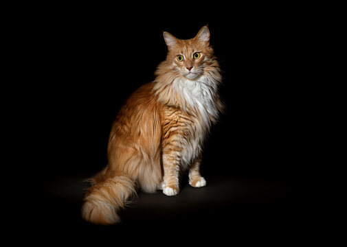 Fluffy Maine Coon cat. A cute Maine Coon female cat portrait.