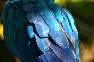 Obraz premium Plumas