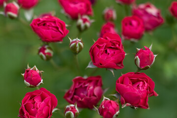 A selective focus macro image of red roses with rose buds and green leaves with blurred  background
