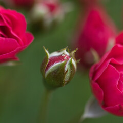 A selective focus macro image of red rose buds and green leaves with dark background