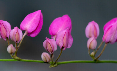 A selective focus and shallow depth of field Macro image of pink flowers on green stem with blur background
