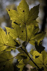 Autumn leaves in the sun