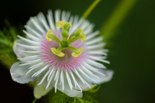 selective focus Close up Macro image of a Stinking passion flower
