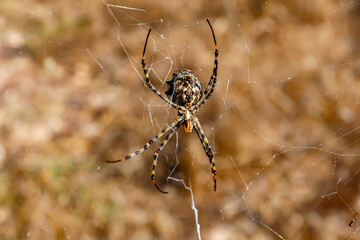 Wild spider on the silk web. Lethal insect. Poisonous spider.