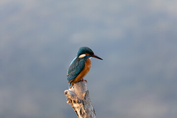 kingfisher in natural habitat