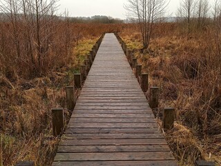 Fototapeta premium wooden bridge in the forest