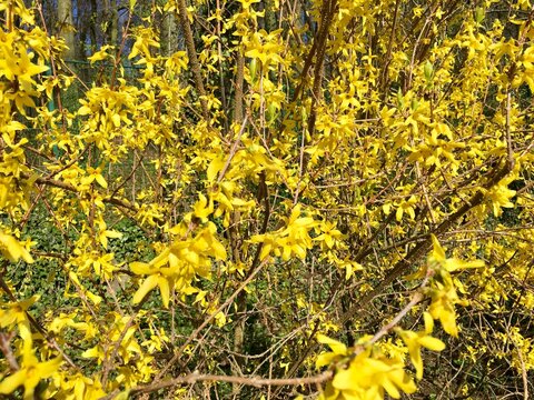 ginster yellow flower blossom
