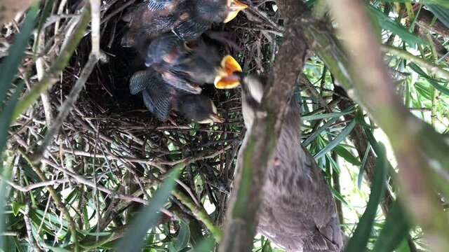 Hungry Bird Hatchling In Nest With Mouth Wide Open Begging For Food From Mother Chalk-browed Mockingbird - close up, high angle