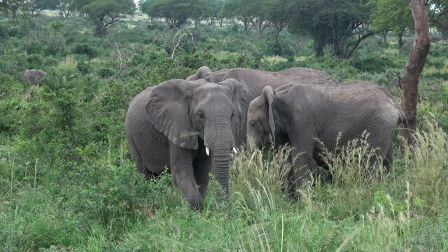 Herd of African elephants (Loxodonta africana) with a calf standing in the green vegetation of Murchison Falls National Park, Uganda