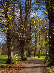 Naklejka premium Autumn in the park
