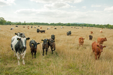 Cattle in a summertime meadow