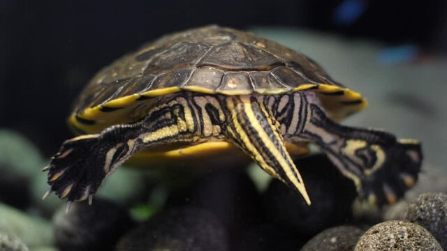 Static slowmotion shot of a yellow belly slider turtles (Trachemys scripta troostii) back, feet with claws and tail. He is digging and looking around for a food. On the ground is black round lava rock