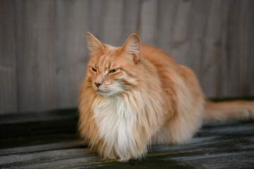 Fluffy Maine Coon cat. A cute Maine Coon female cat portrait.