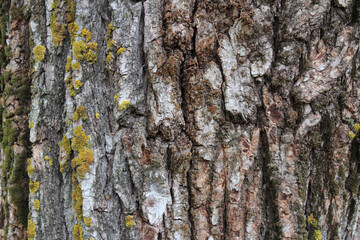 Texture of old tree bark with green moss and lichen. Natural background