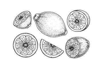 Hand drawn set of lemon design elements. Vector illustration in sketch style. Immunity booster plant. Whole lemon, half cur and slice