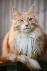Fluffy Maine Coon cat. A cute Maine Coon female cat portrait.