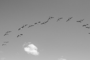 geese in flight