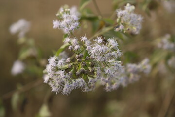 Close up of purple and white small wild flowers at noon in the wilderness 