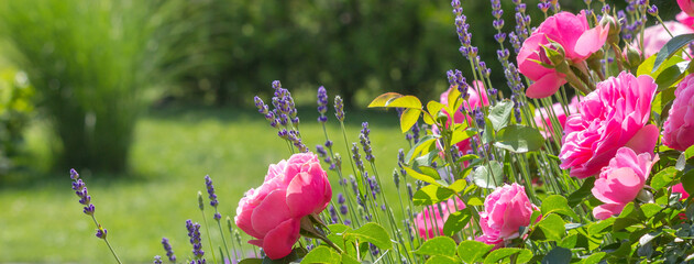 wunderschöne Rosen durchmischt mit Lavendel in einem gepflegten Garten (Bella Rosa)